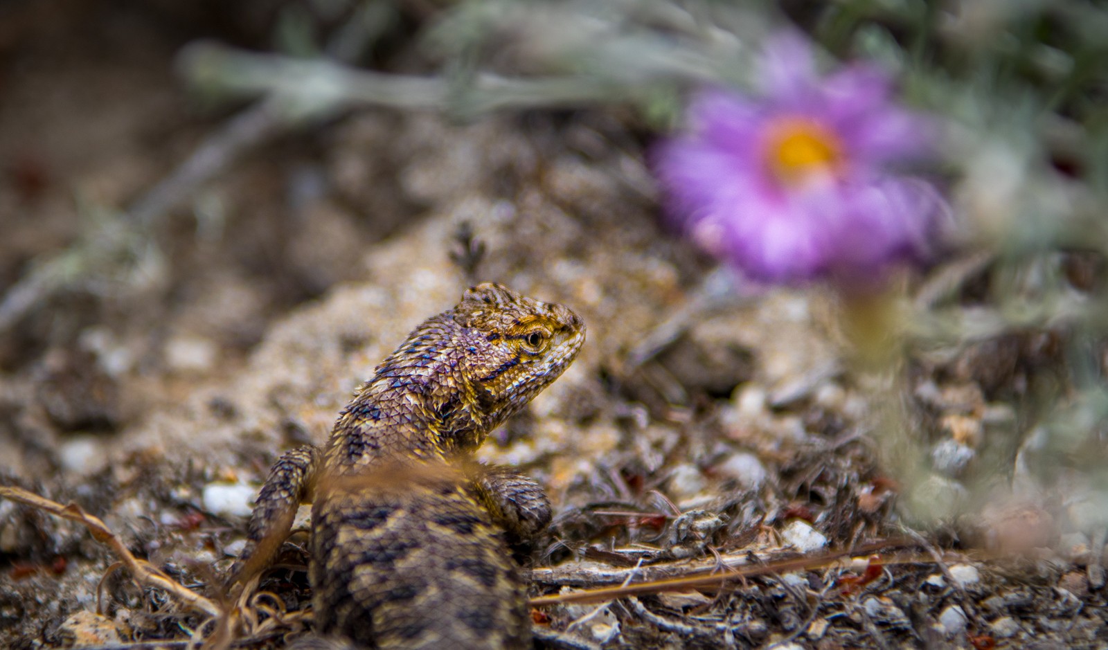 Ještěrek se tu vyhřívá na slunci mnoho. - Ladislav Hanousek, Point Lobos State NR