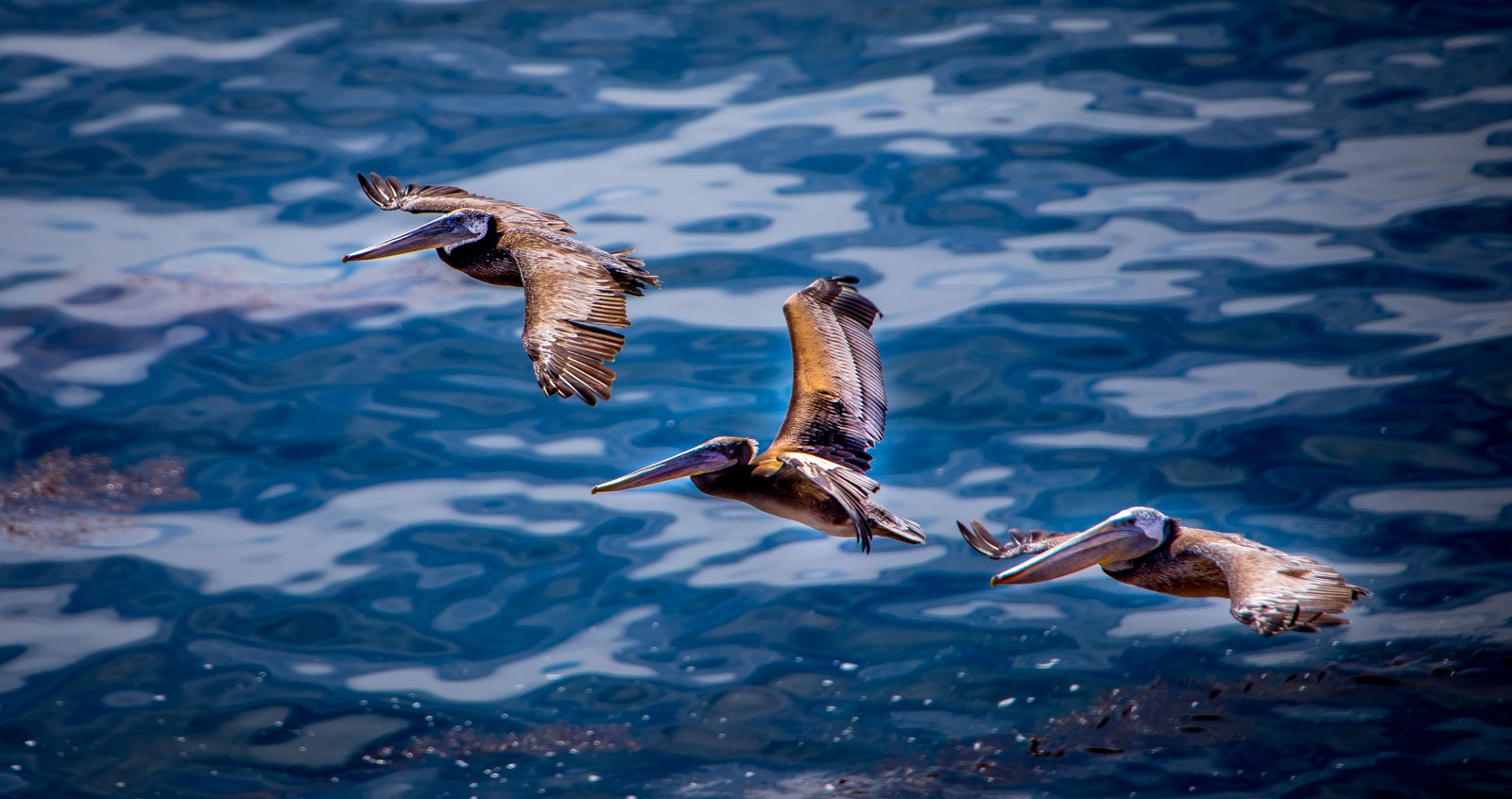 Pelikáni tu žijí ve velkých koloniích. - Ladislav Hanousek, Point Lobos State NR