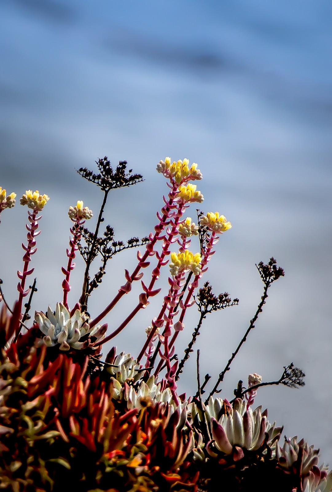 Point Lobos State Natural Reserve - Ladislav Hanousek, Point Lobos State NR