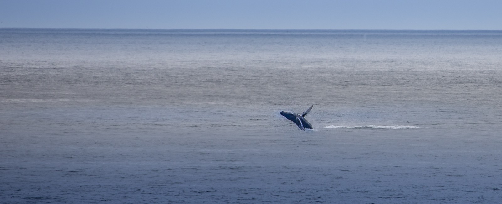 Z některých míst na pobřeží lze pozorovat velryby. Špatně se fotí, ale zážitek je to velký. - Ladislav Hanousek, Point Lobos State NR