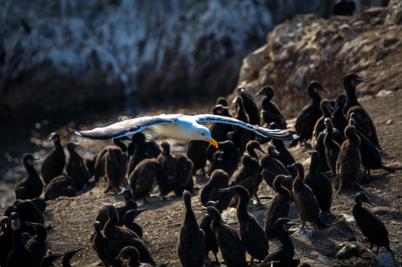 Ke koloniím kormoránů se dostaneme v některých místech velmi blízko, ptáci o nás ale vůbec nejeví zájem. Jsou určitě na turisty zvyklí.. - Ladislav Hanousek, Point Lobos State NR