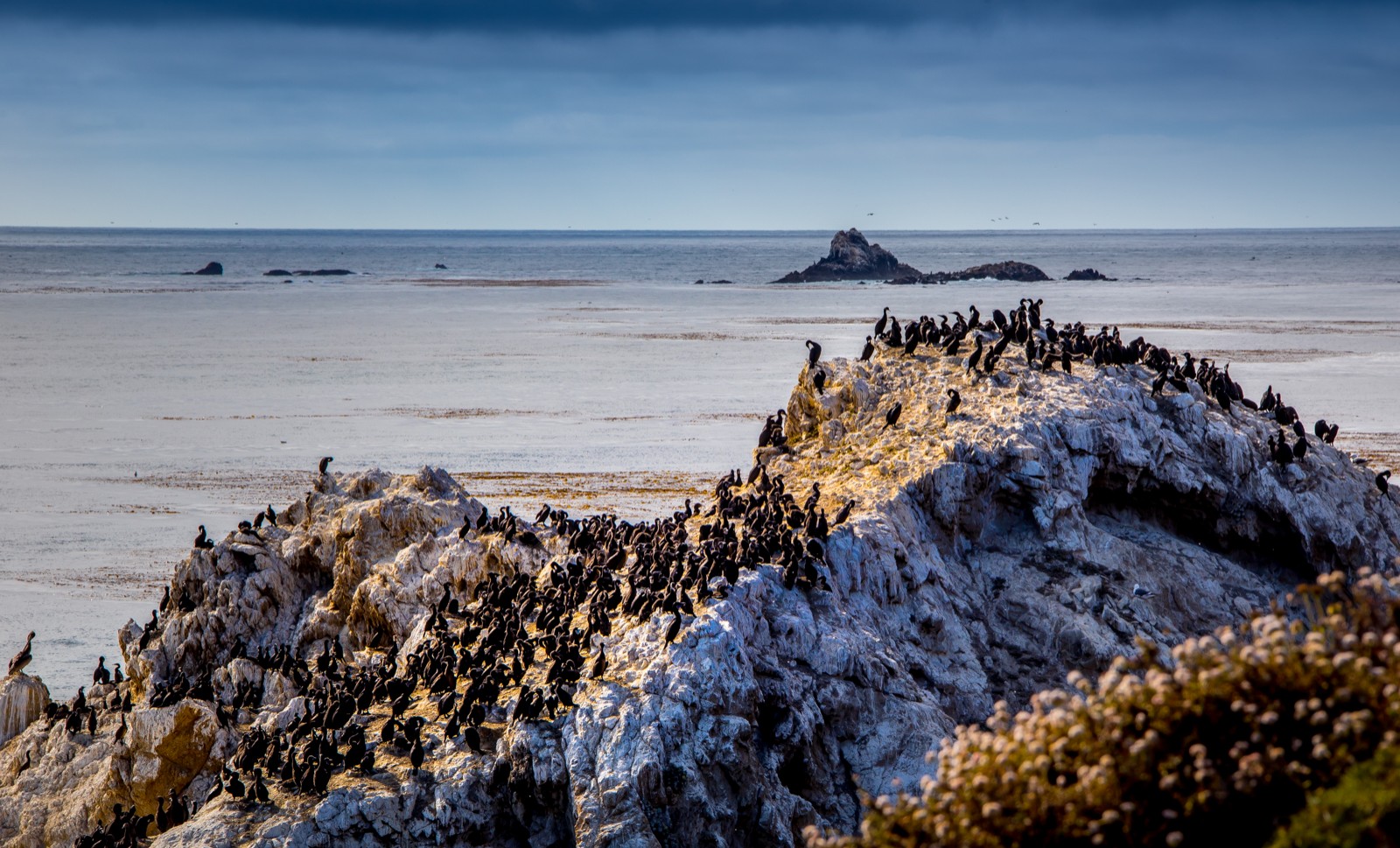Kolonie kormoránů - Ladislav Hanousek, Point Lobos State NR