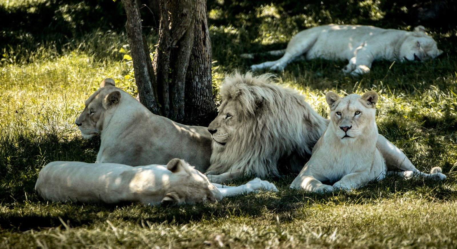 Polední siesta v African Lion Safari v Hamiltonu. V poměrně velkém safari jezdíme vlastním autem, jen na opice musíme dávat pozor. - Ladislav Hanousek, Kanada