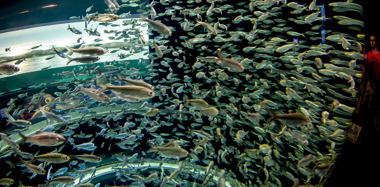 Toronto - Ripley's Aquarium of Canada - Ladislav Hanousek, Kanada