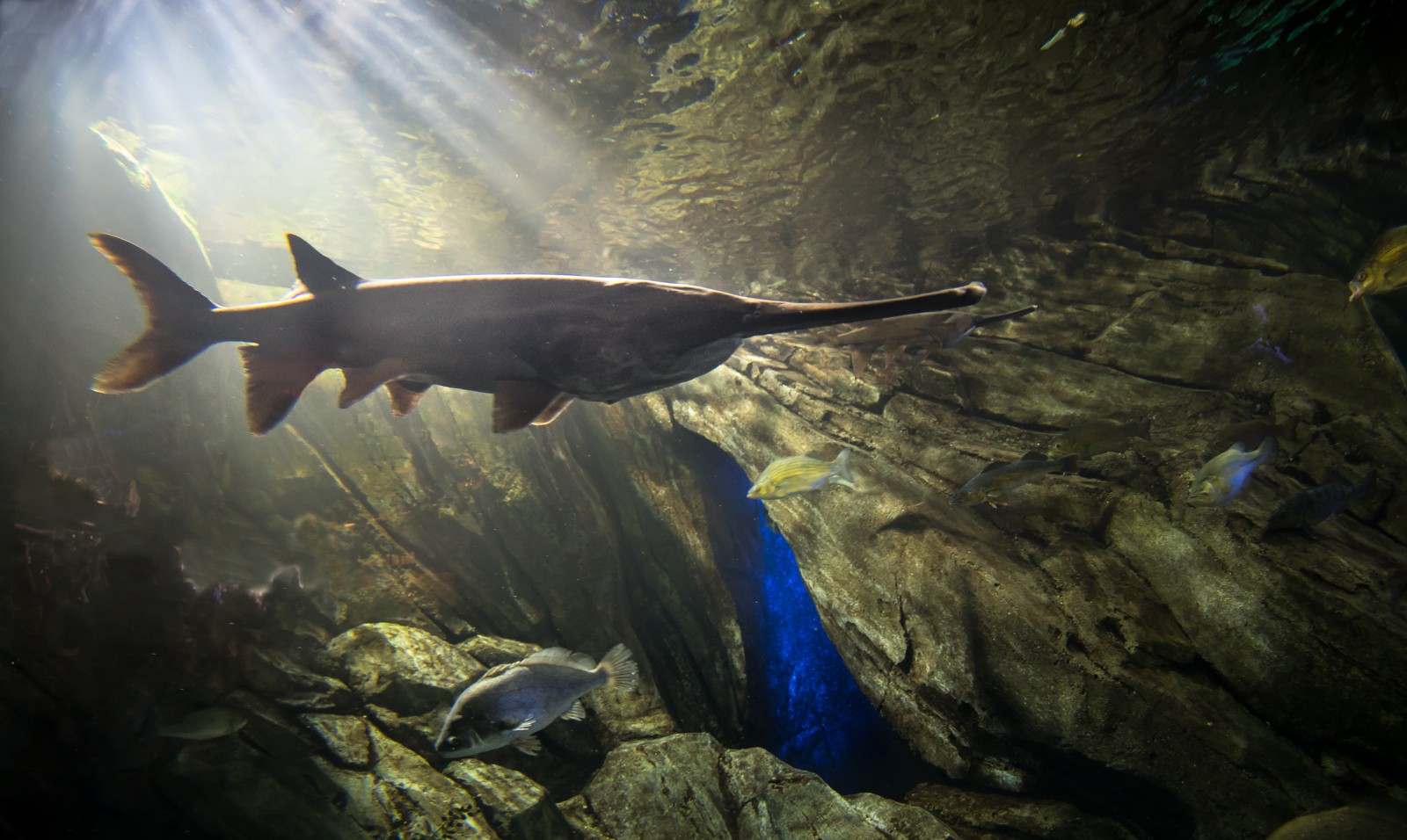 Toronto - Ripley's Aquarium of Canada - Ladislav Hanousek, Kanada