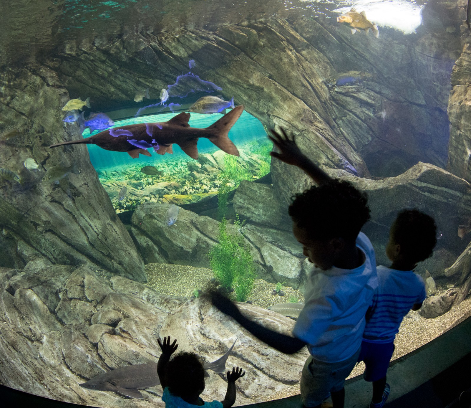 Toronto - Ripley's Aquarium of Canada - Ladislav Hanousek, Kanada