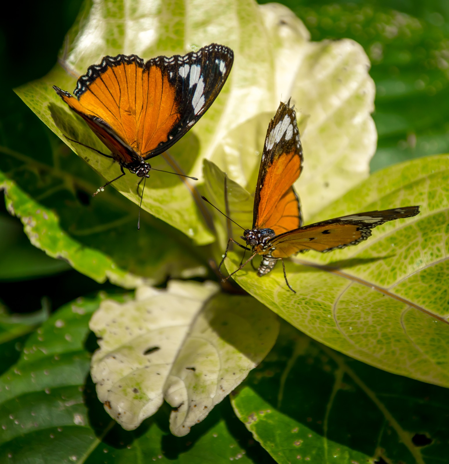 Niagara Parks Butterfly Conservatory - Ladislav Hanousek, Kanada
