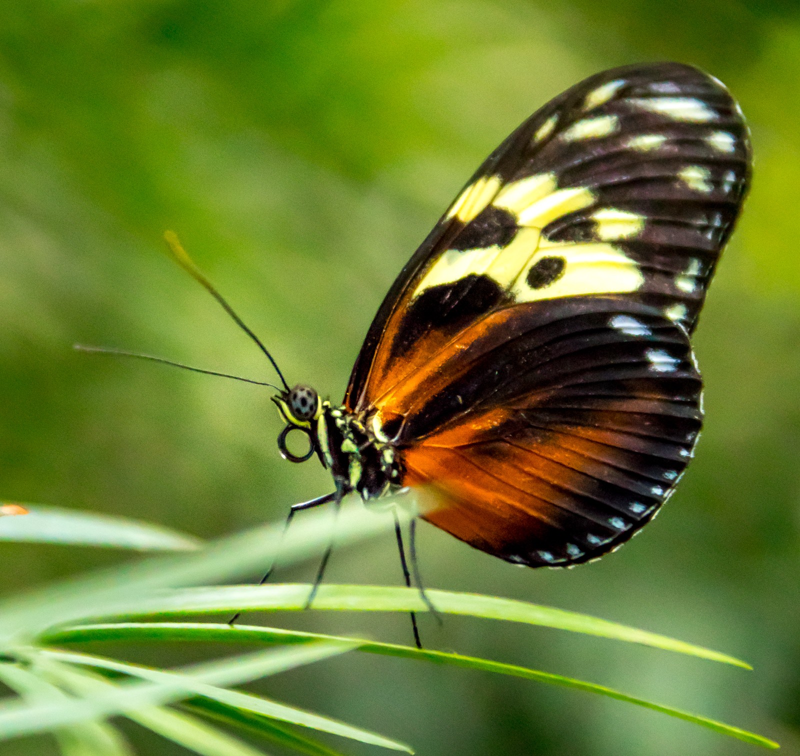Niagara Parks Butterfly Conservatory - Ladislav Hanousek, Kanada