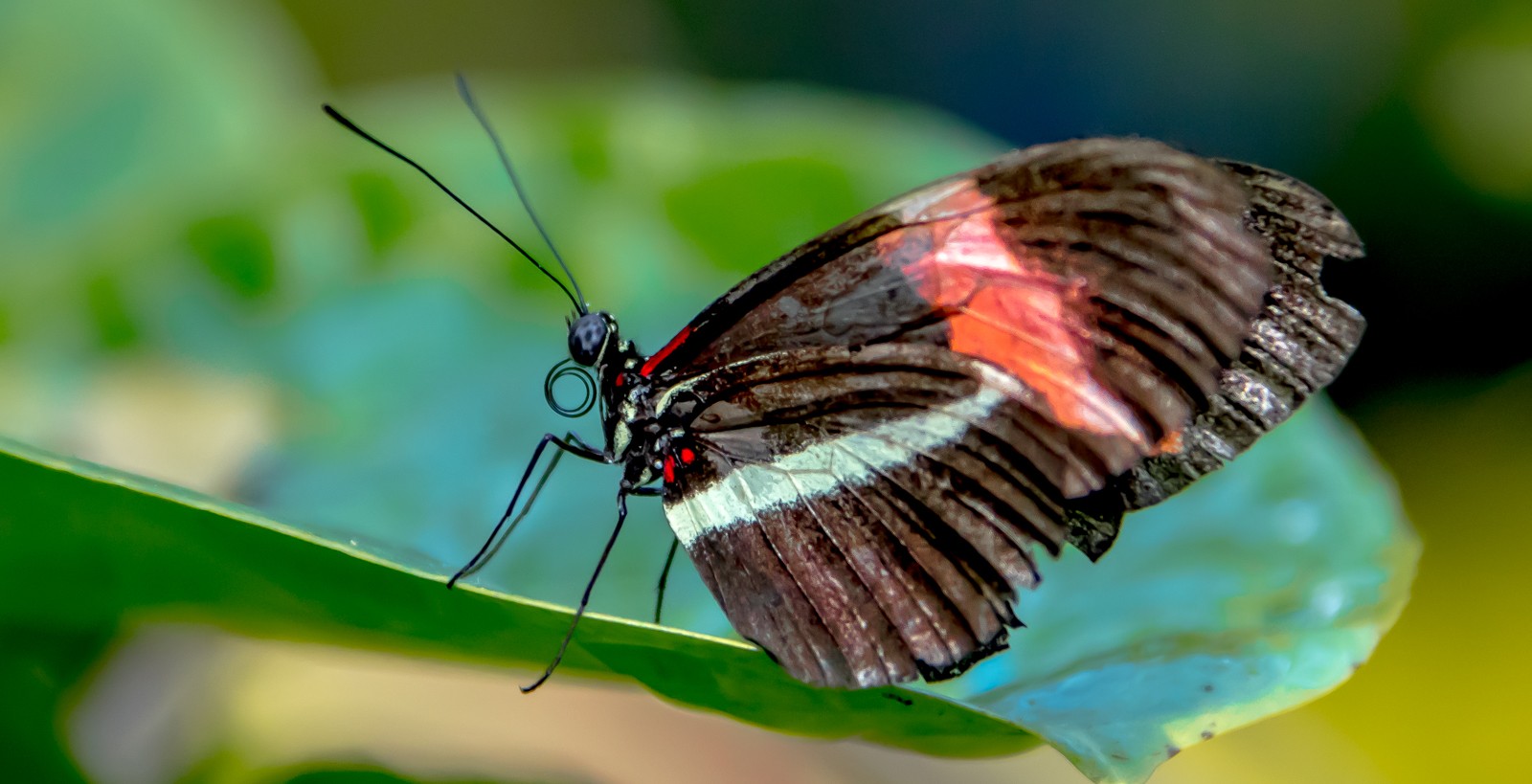 Niagara Parks Butterfly Conservatory - Ladislav Hanousek, Kanada