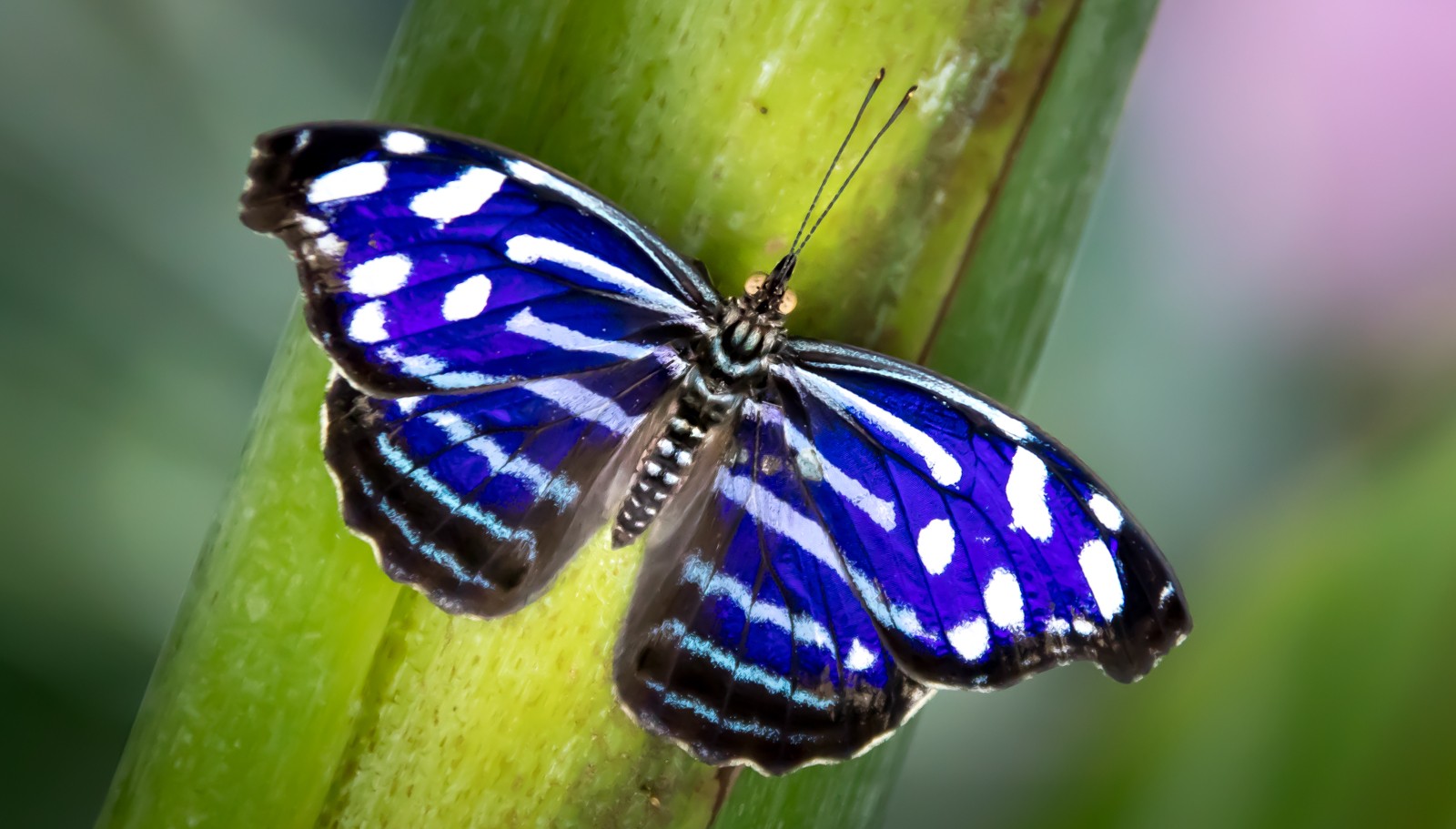Niagara Parks Butterfly Conservatory - Ladislav Hanousek, Kanada
