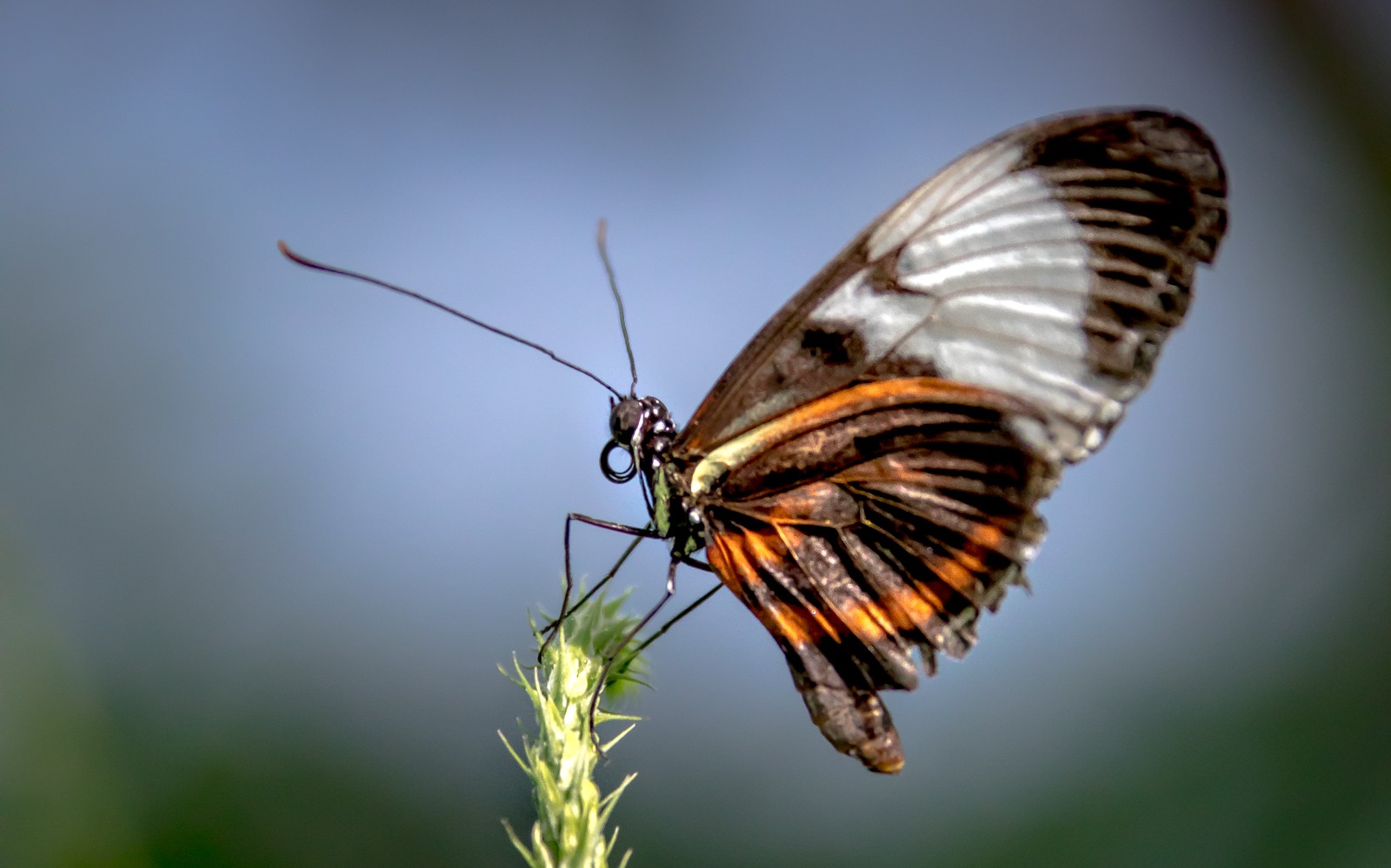 Niagara Parks Butterfly Conservatory - Ladislav Hanousek, Kanada
