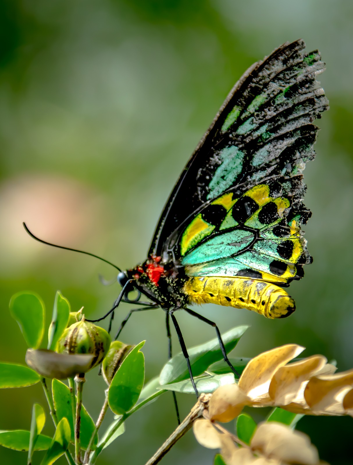 Niagara Parks Butterfly Conservatory - Ladislav Hanousek, Kanada