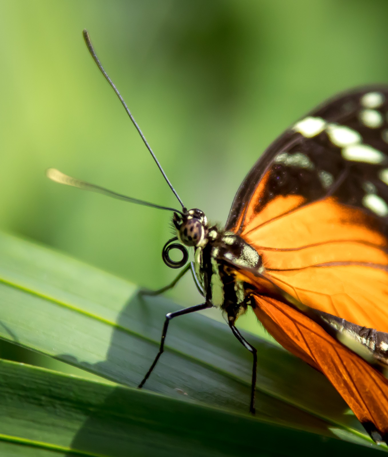Niagara Parks Butterfly Conservatory - Ladislav Hanousek, Kanada