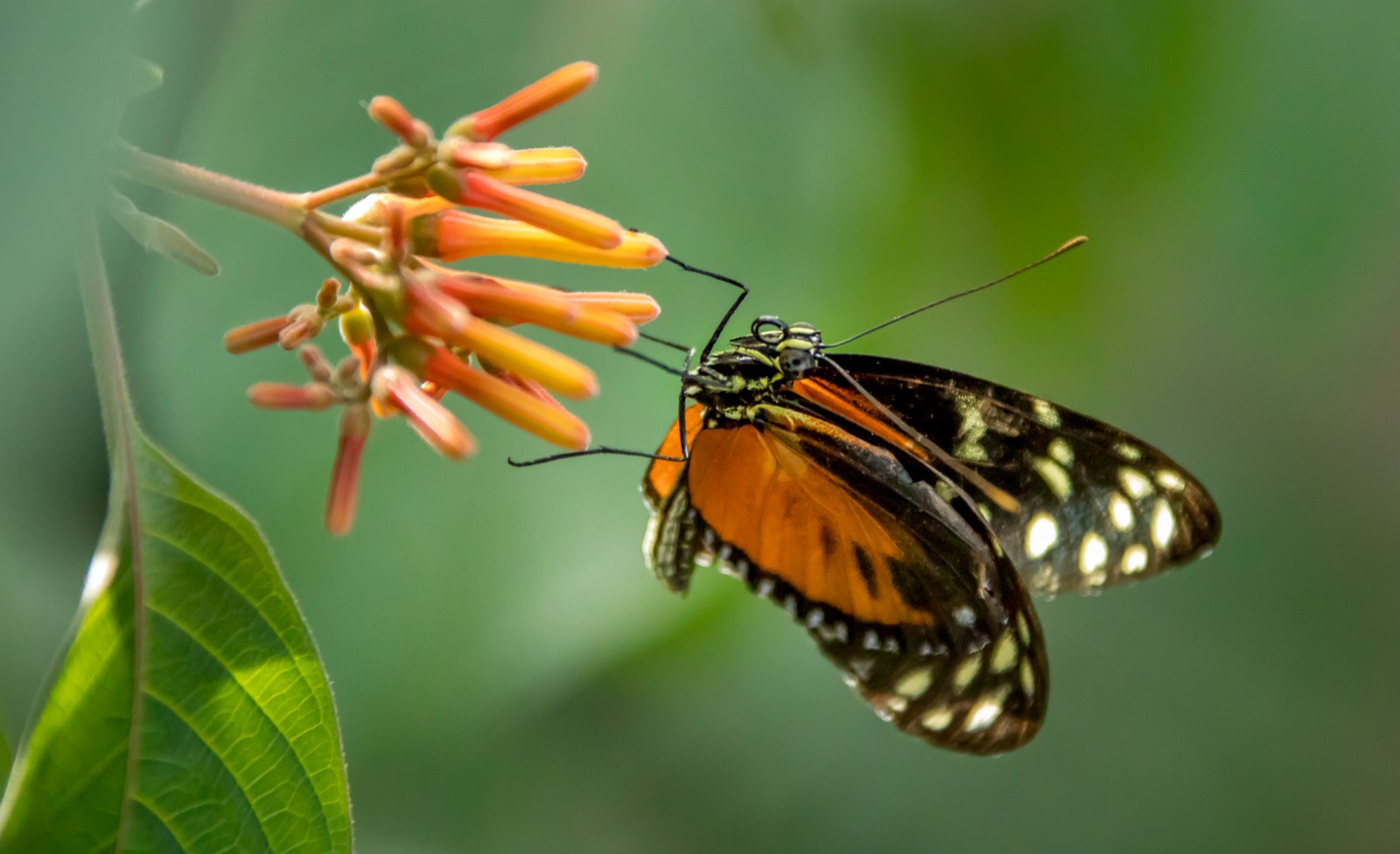 Niagara Parks Butterfly Conservatory - Ladislav Hanousek, Kanada