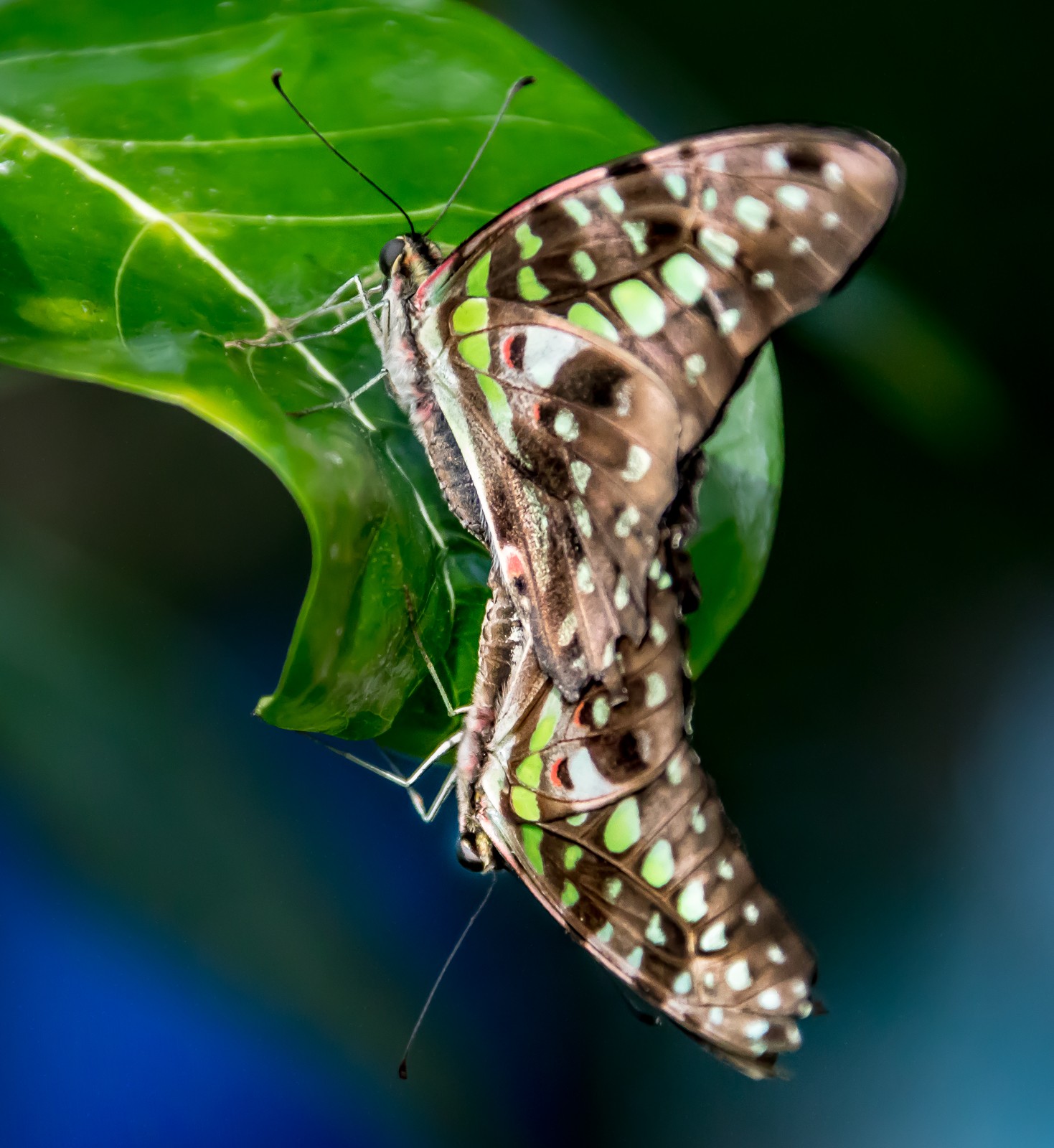 Niagara Parks Butterfly Conservatory - Ladislav Hanousek, Kanada