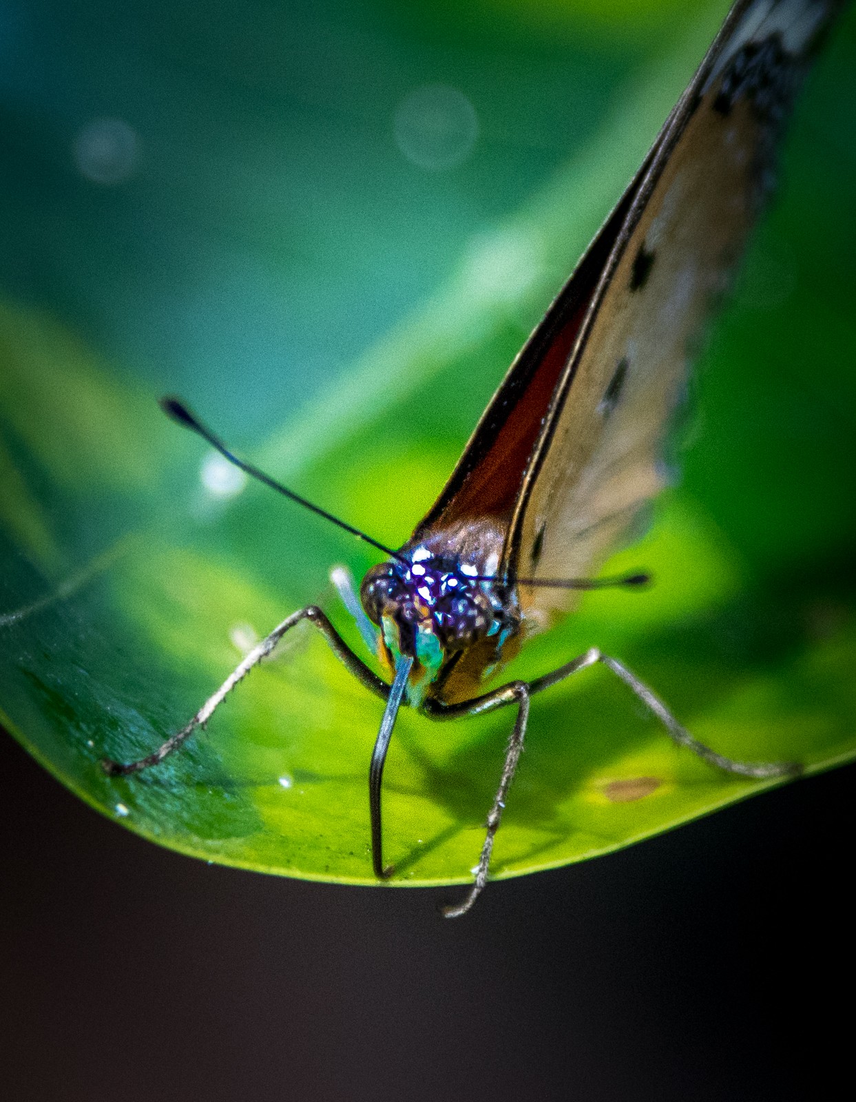Niagara Parks Butterfly Conservatory - Ladislav Hanousek, Kanada