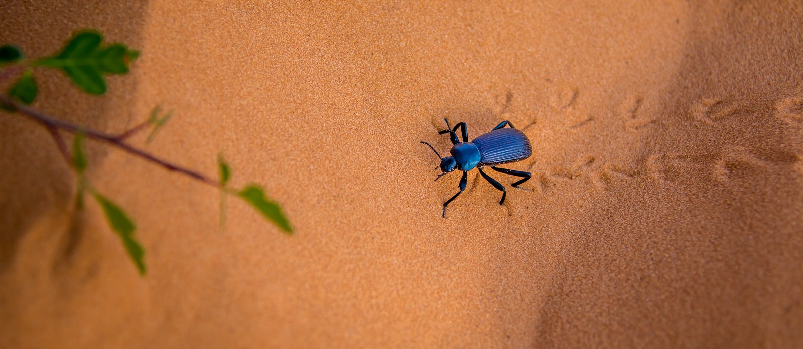 Coral Pink Sand Dunes State Park - Ladislav Hanousek, Ostatní z Utahu