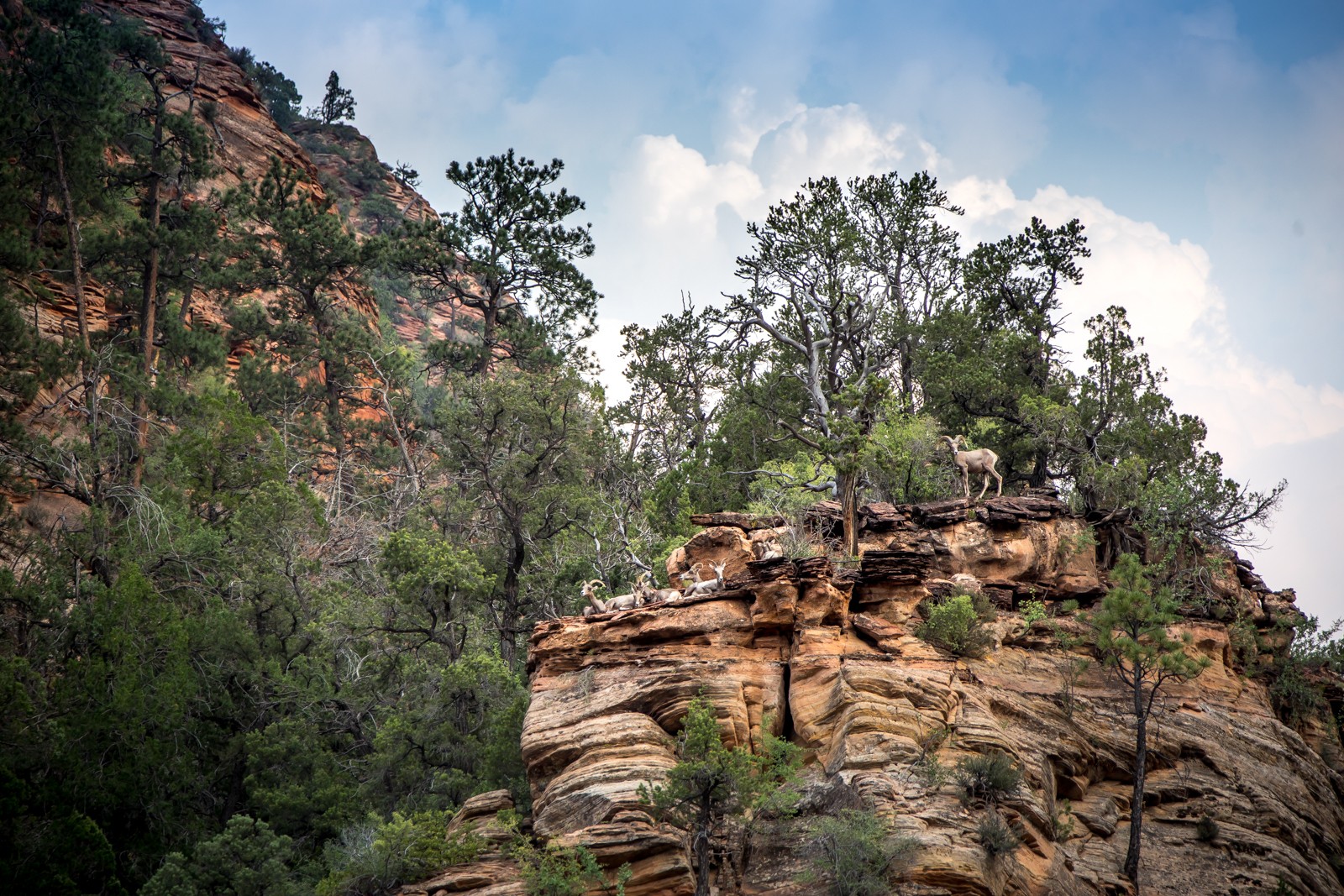 Ovce tlustorohé - Ladislav Hanousek, Zion NP