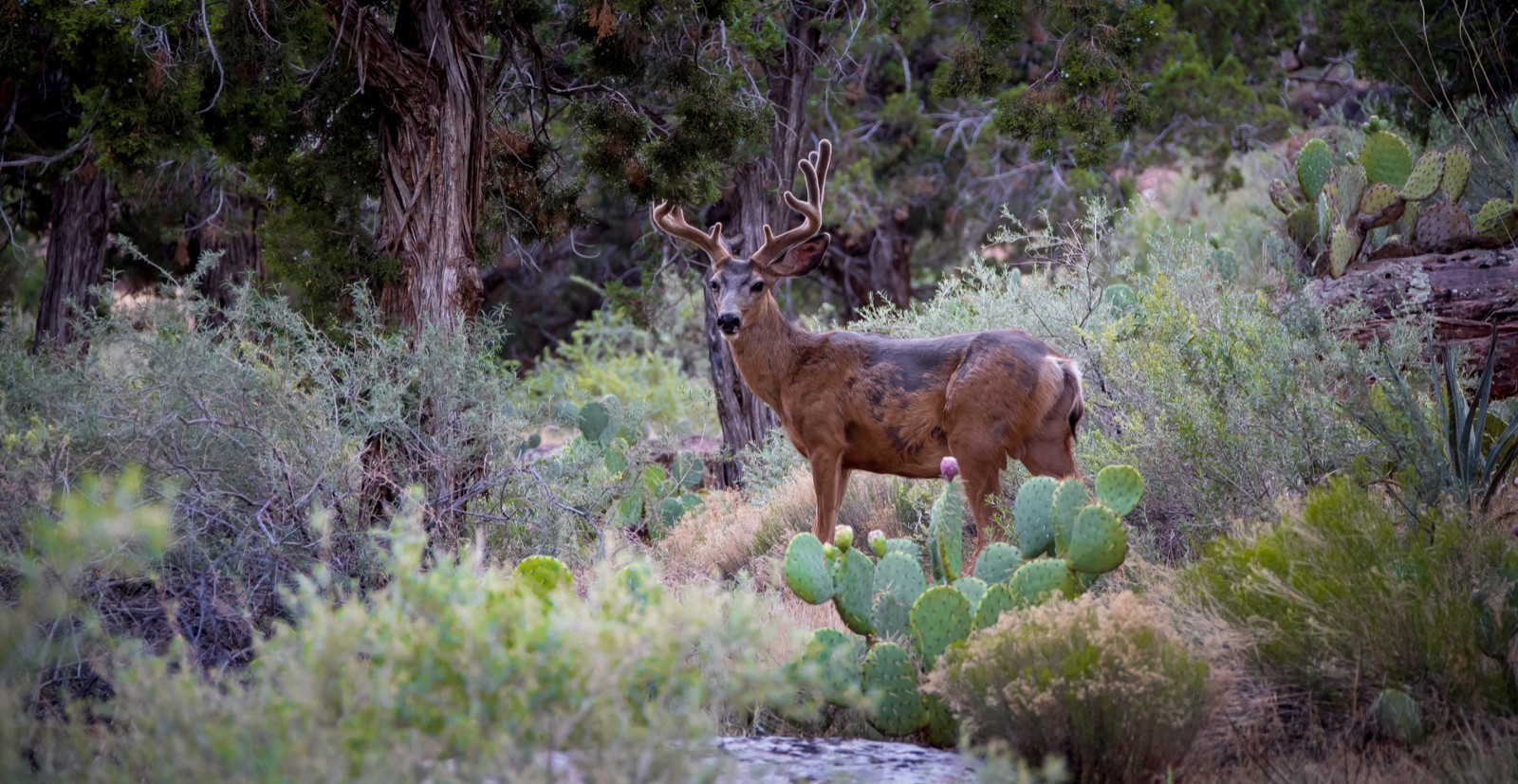 V Zionu jsou nejen ovce tlustorohé.. - Ladislav Hanousek, Zion NP
