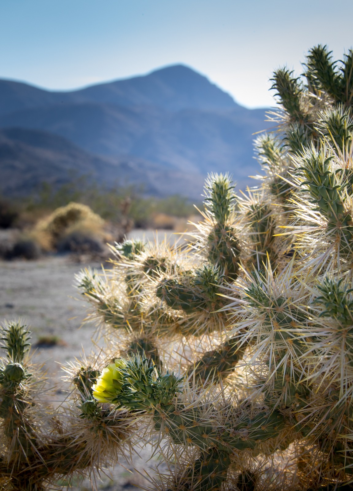 Cholla Cactus Garden - Ladislav Hanousek, Joshua Tree NP