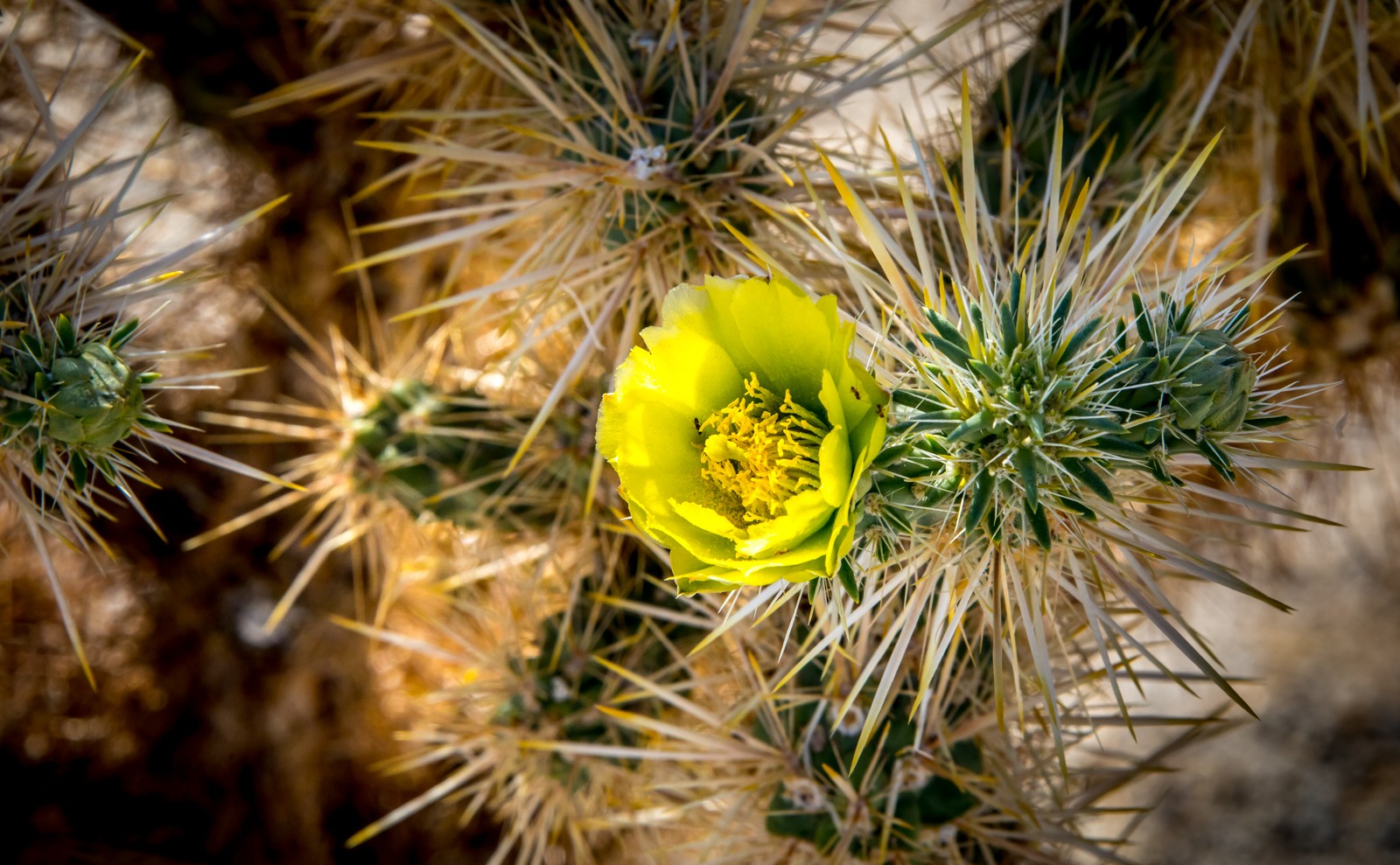 Cholla Cactus Garden - Ladislav Hanousek, Joshua Tree NP