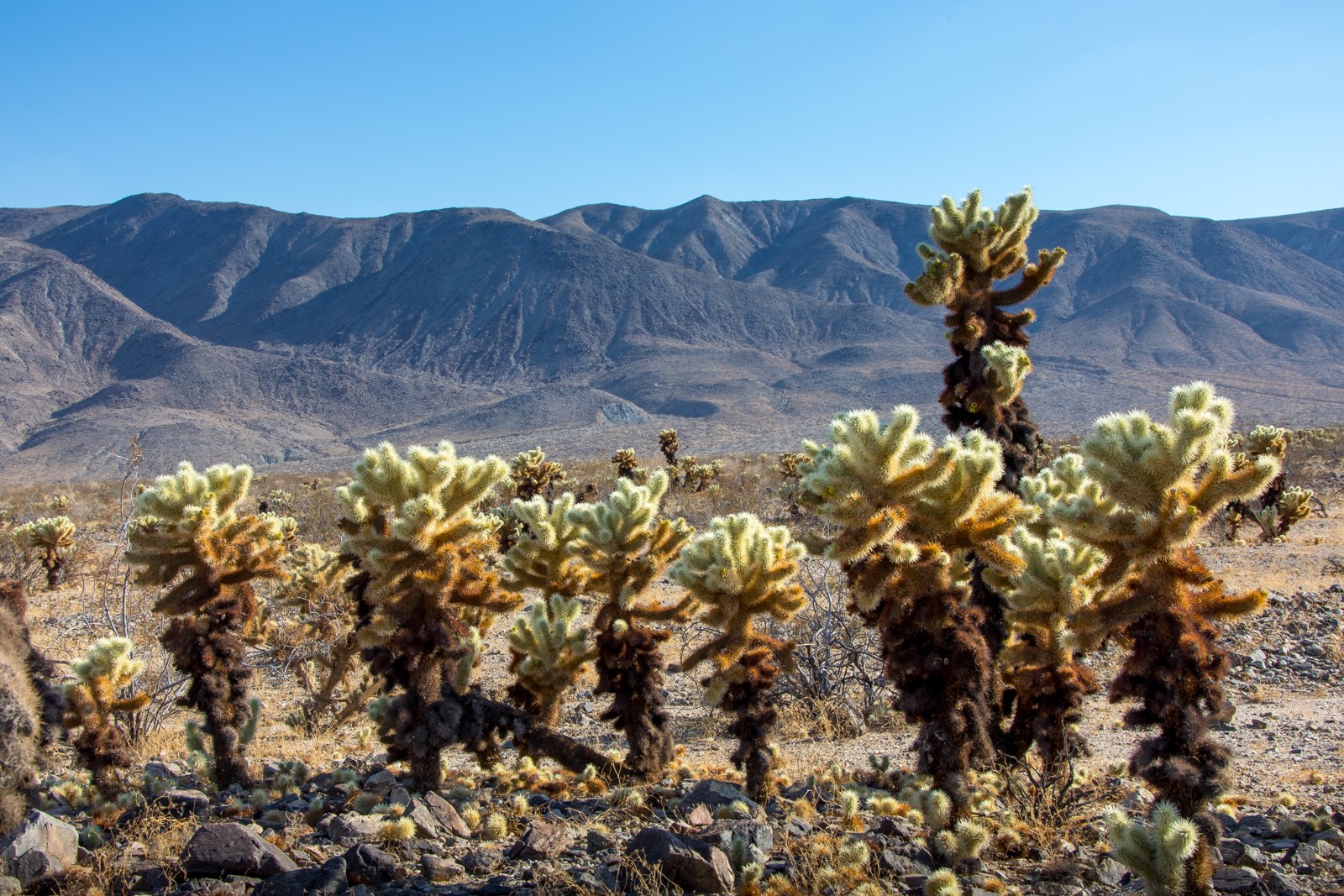 Cholla Cactus Garden - Ladislav Hanousek, Joshua Tree NP