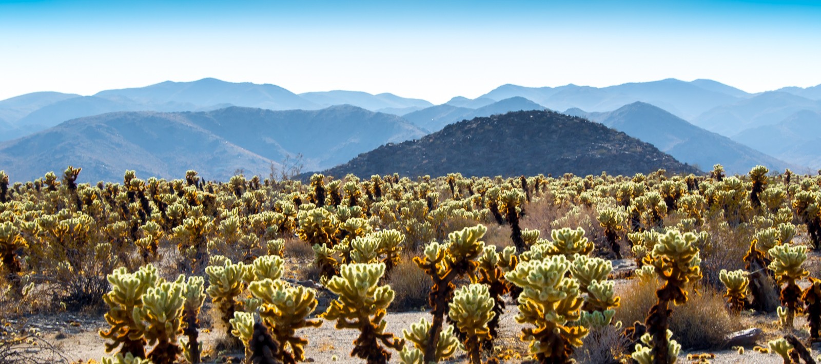 Cholla Cactus Garden - Ladislav Hanousek, Joshua Tree NP
