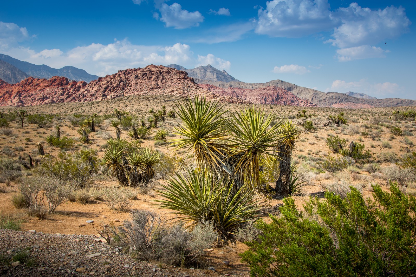 Red Rock Canyon National Conservation Area: malý národní park ležící asi půl hodiny autem západně od Las Vegas - Ladislav Hanousek, Las Vegas