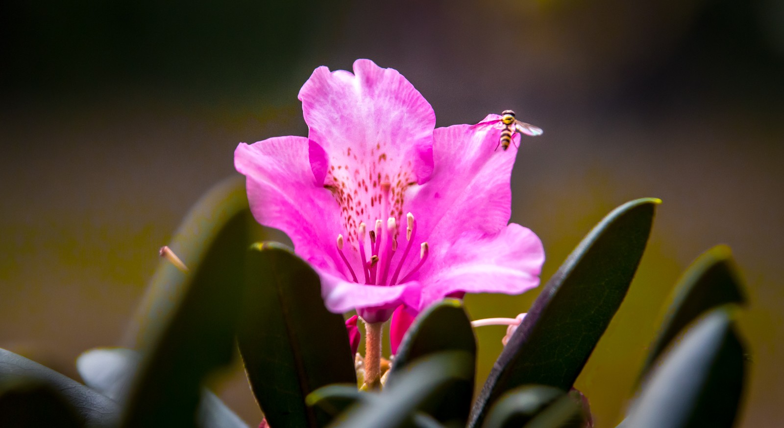  - Ladislav Hanousek, Flora