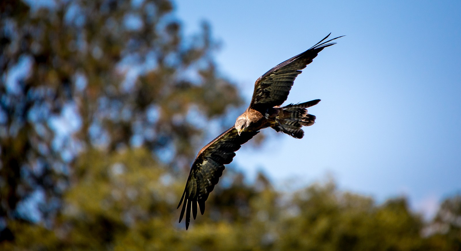 Ptáci v přírodě - Ladislav Hanousek, Ptáci v přírodě