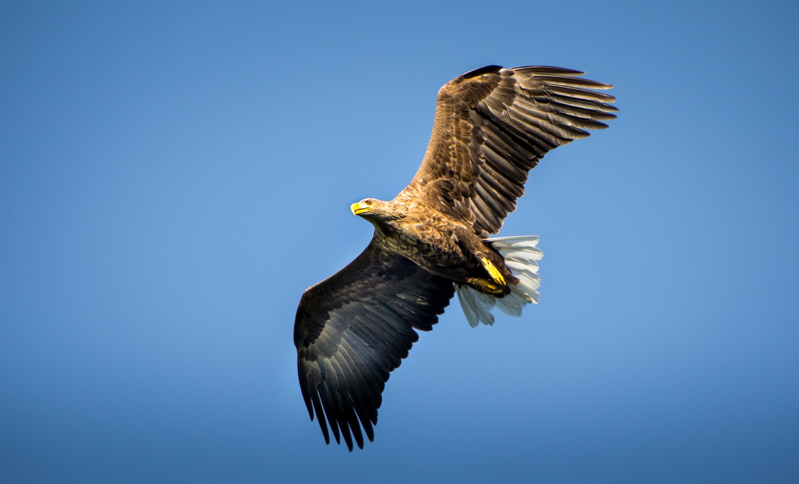 Ptáci v přírodě - Ladislav Hanousek, Ptáci v přírodě