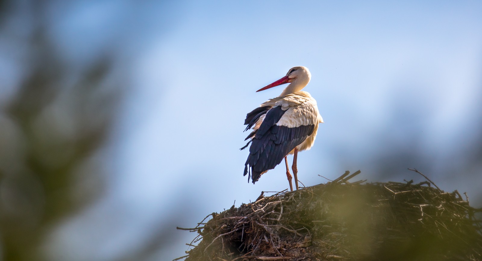 Hluboká nad Vltavou - jiný komín (-: - Ladislav Hanousek, Ptáci v přírodě