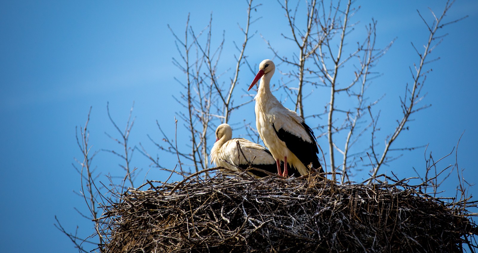 Hluboká nad Vltavou - Ladislav Hanousek, Ptáci v přírodě