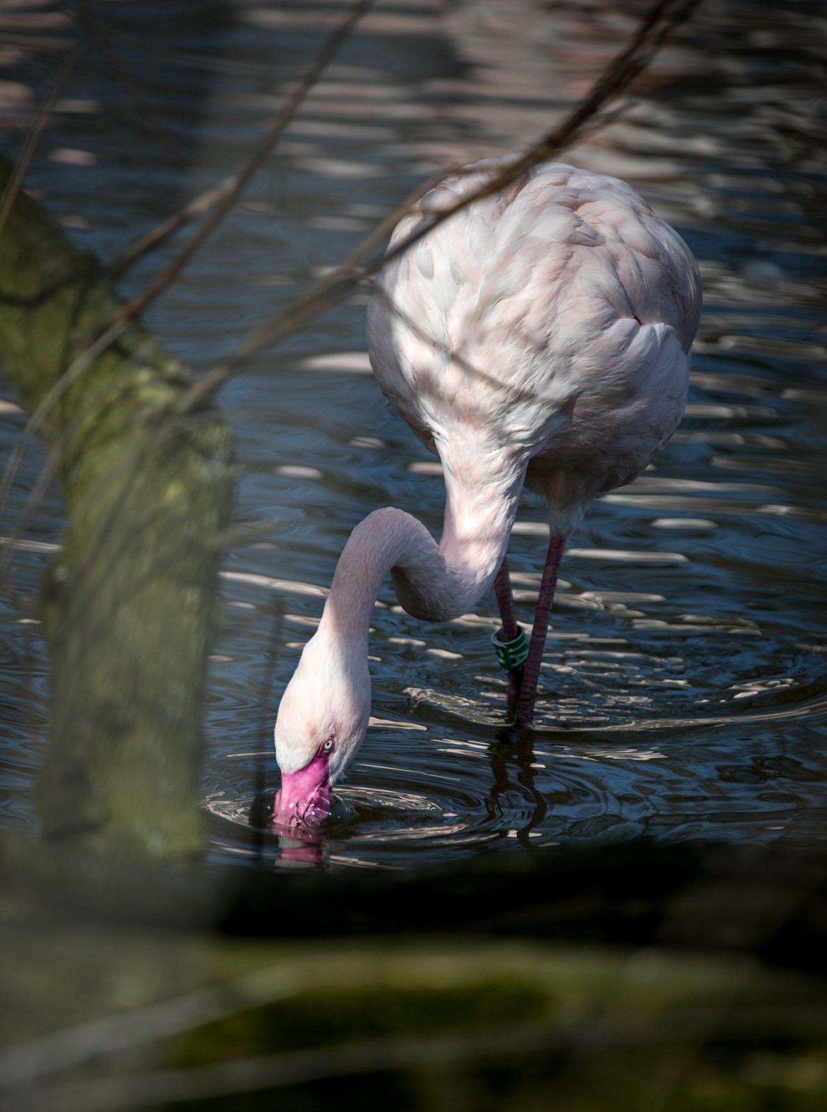 ZOO Ohrada - Hluboká nad Vltavou - Ladislav Hanousek, Čechy a Morava