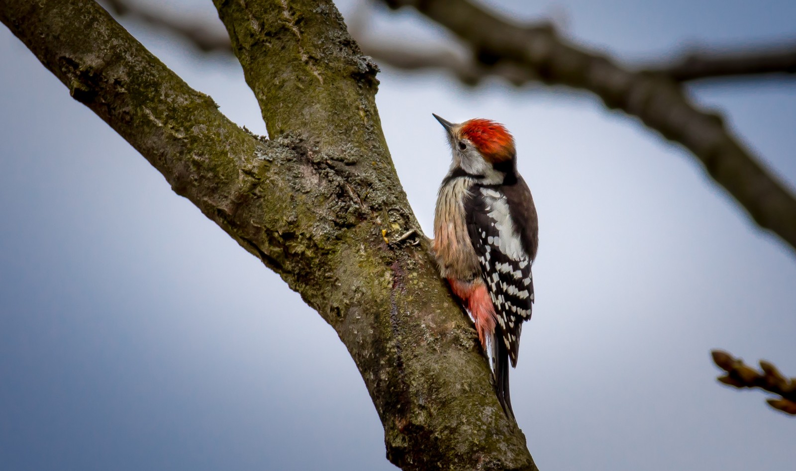 Strakapoud velký - od Strakapouda malého se liší červenou skvrnou na bříšku - Ladislav Hanousek, Ptáci v přírodě