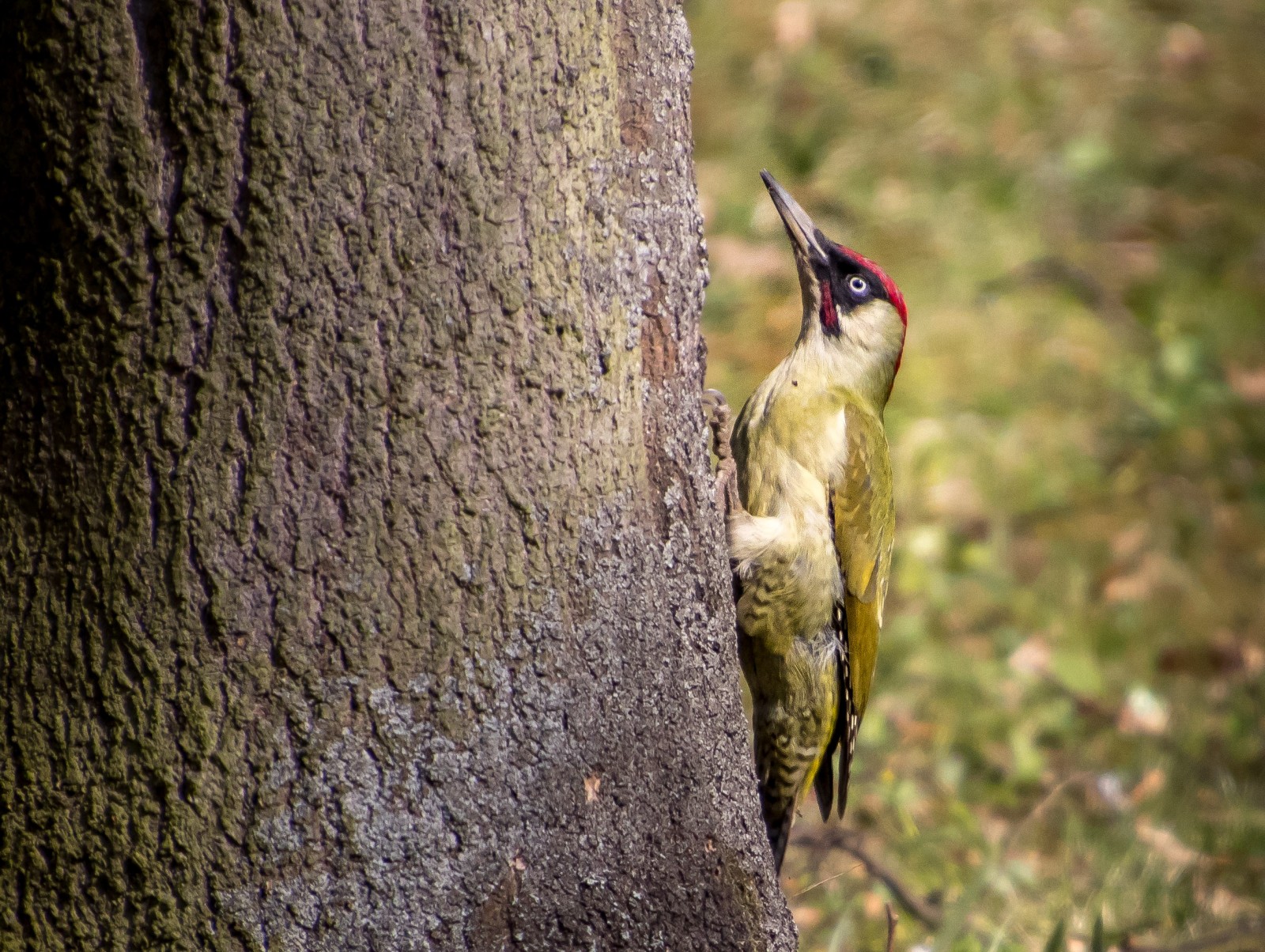 Žluna zelená - Ladislav Hanousek, Ptáci v přírodě