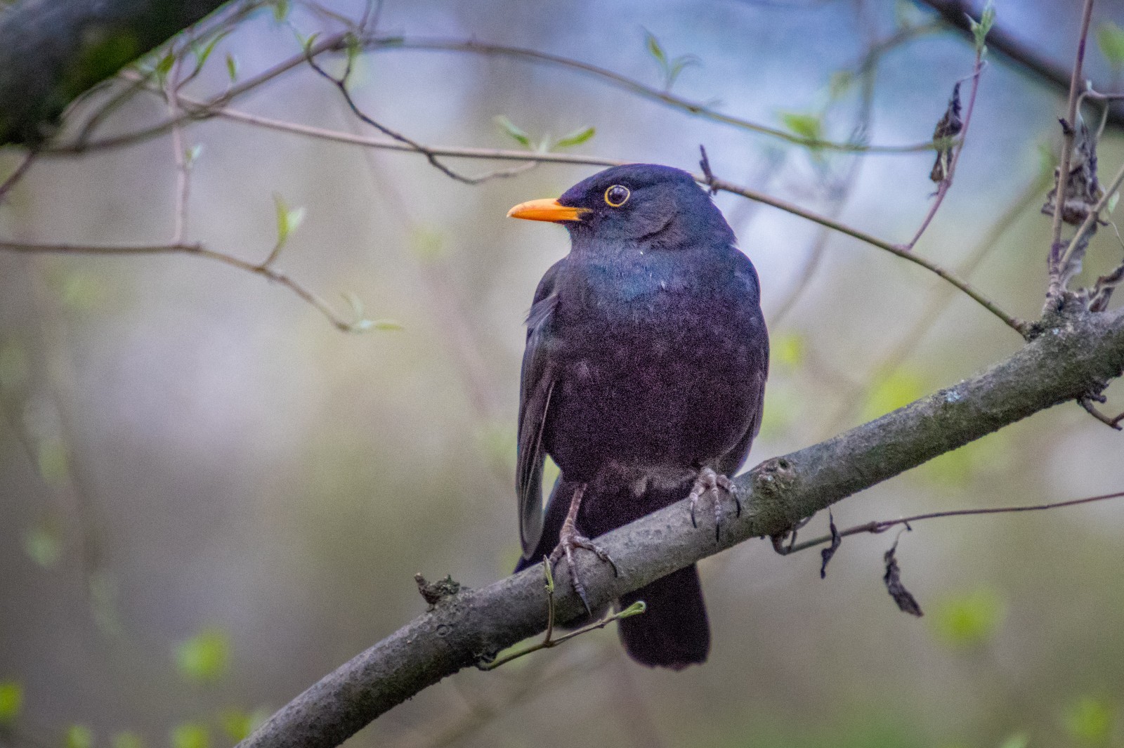 Kos černý - Ladislav Hanousek, Ptáci v přírodě