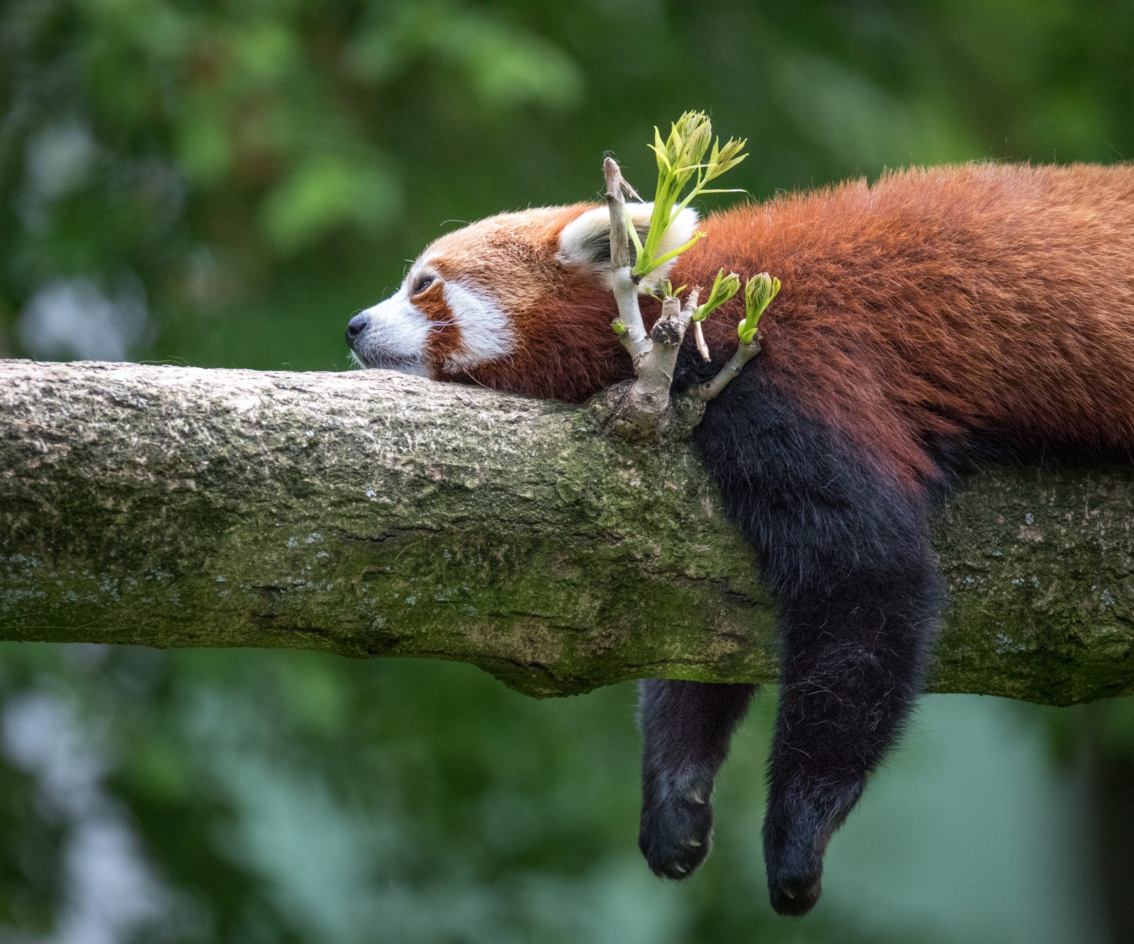 Siesta. Panda červená, ZOO Bojnice - Ladislav Hanousek, Evropa