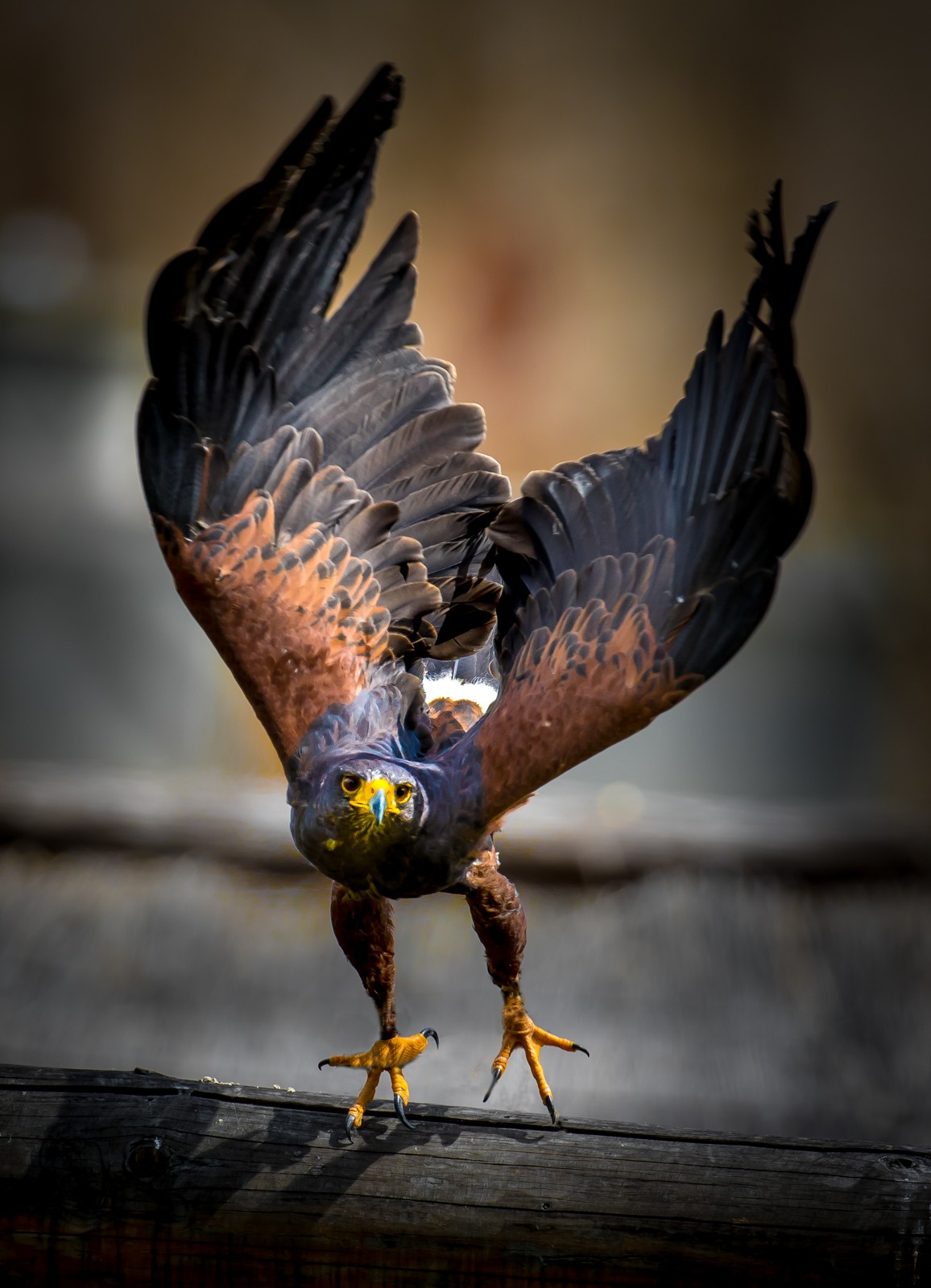 Z jarního výletu do Bojnice - Ladislav Hanousek, Ptáci v přírodě