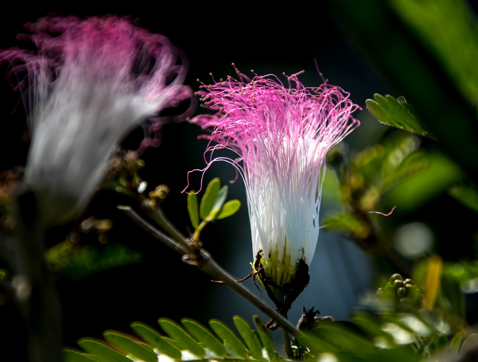 Mé botanické vědomosti nestačí na pojmenování těchto květů keřů rostoucích poblíž chrámu Prambanan. Jsou ale krásné. - Ladislav Hanousek, Indonésie