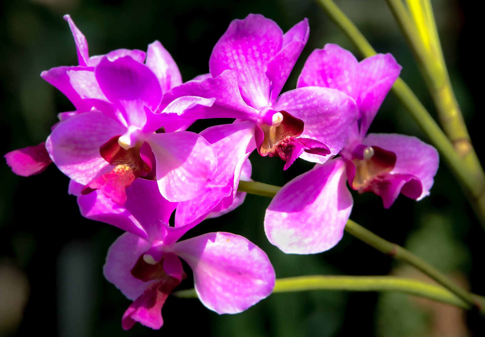 Indonesie - červenec - srpen 2019 - Ladislav Hanousek, Indonésie