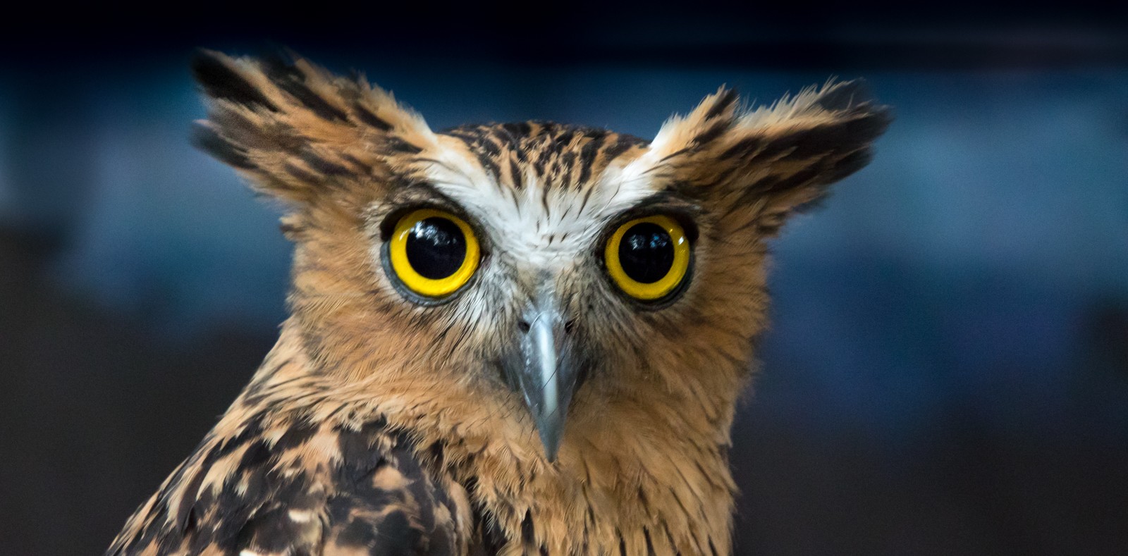 Indonesie - červenec - srpen 2019 - Ladislav Hanousek, Indonésie