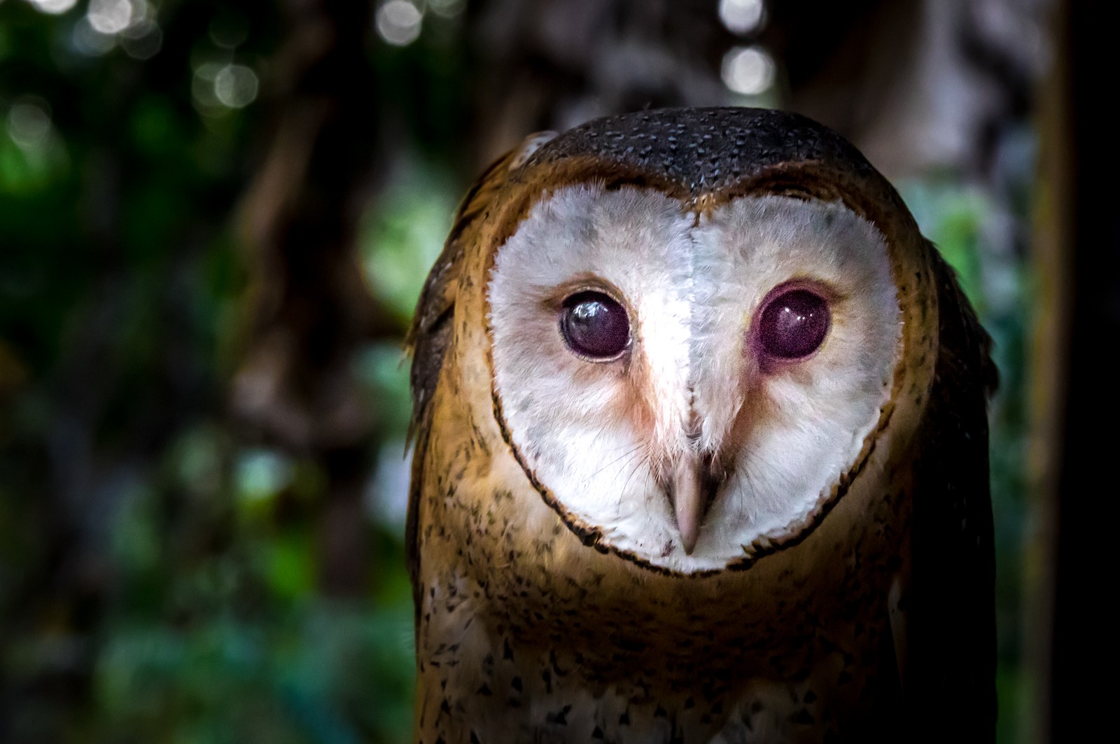 Indonesie - červenec - srpen 2019 - Ladislav Hanousek, Indonésie