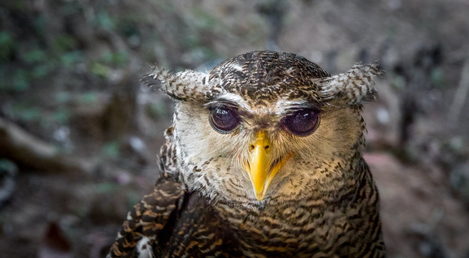 Indonesie - červenec - srpen 2019 - Ladislav Hanousek, Indonésie