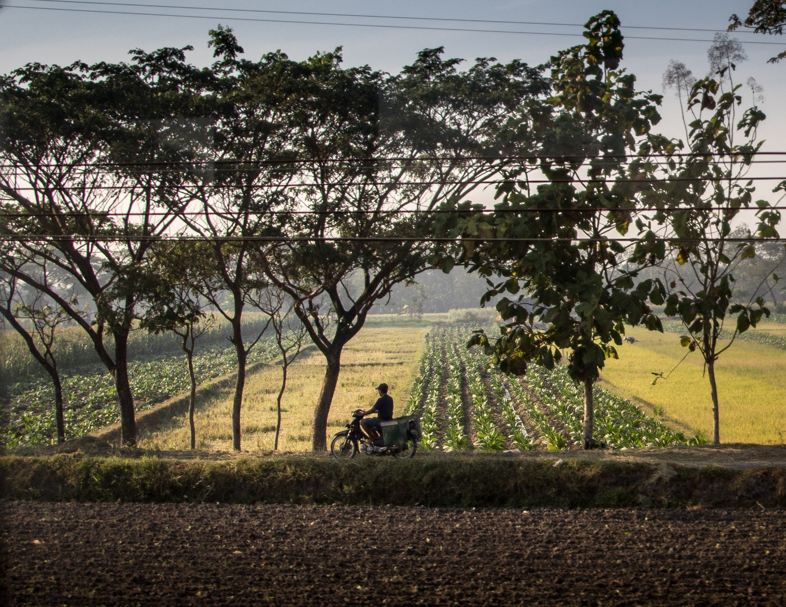 Typický jávský obrázek - Ladislav Hanousek, Indonésie