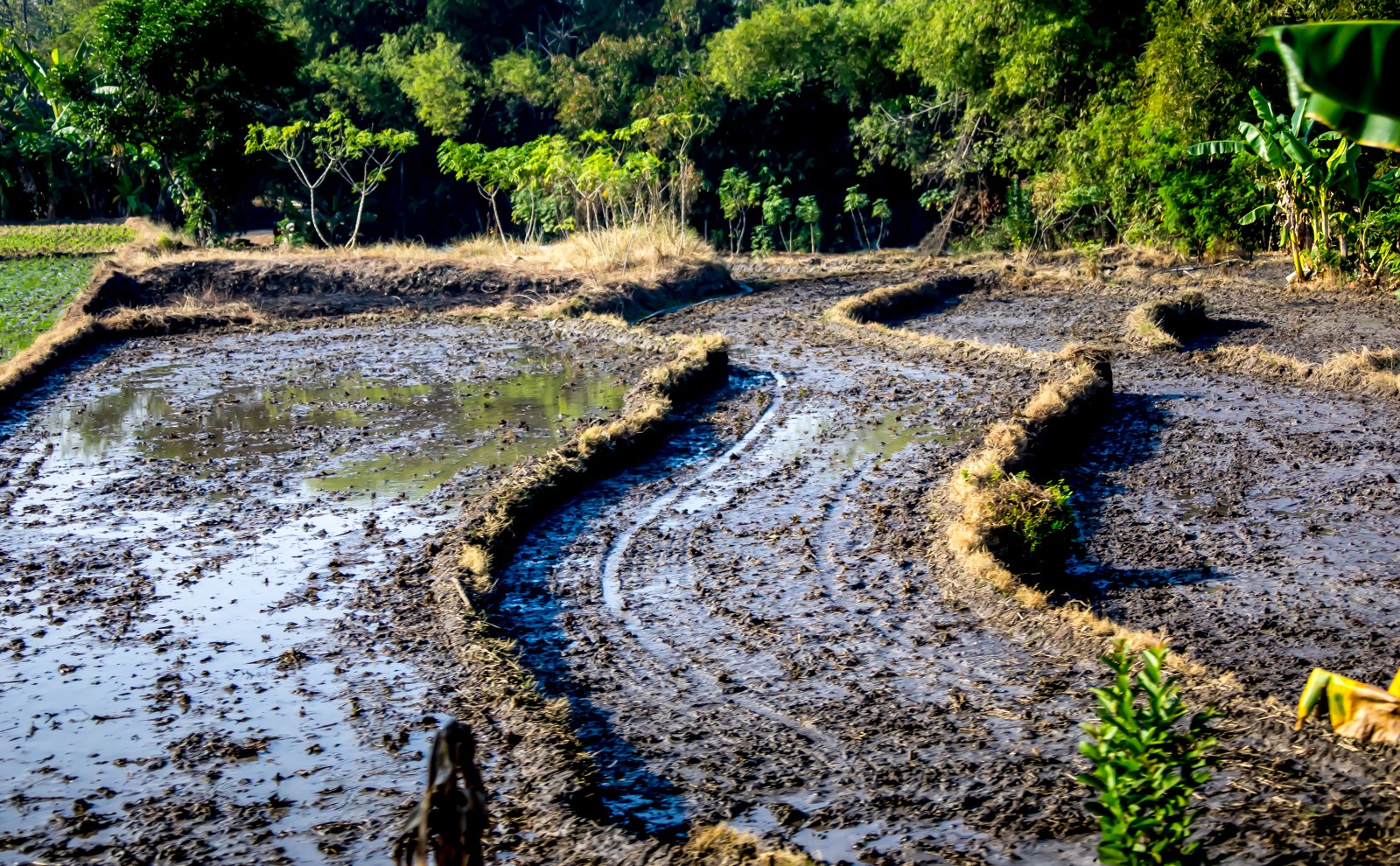 ..včetně pěstování rýže. - Ladislav Hanousek, Indonésie