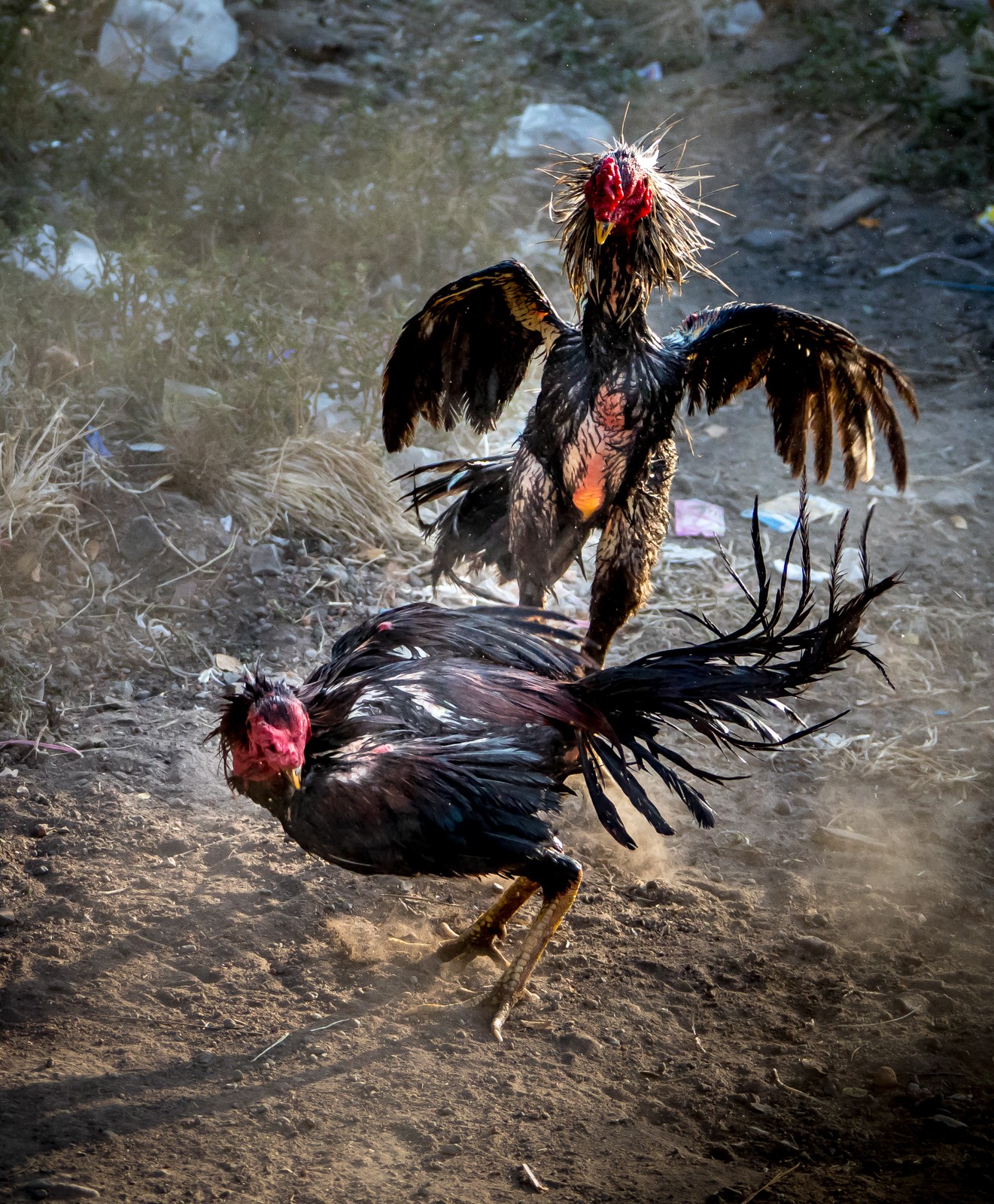 Východní Jáva - kohoutí zápasy. Není to nic pěkného, jen jsem to naživo viděl poprvé v životě. - Ladislav Hanousek, Indonésie