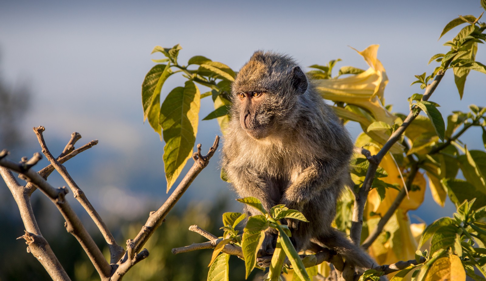 Opice jsou v Indonésii všudypřítomné. Pozor na čepice a fotoaparáty! - Ladislav Hanousek, Indonésie