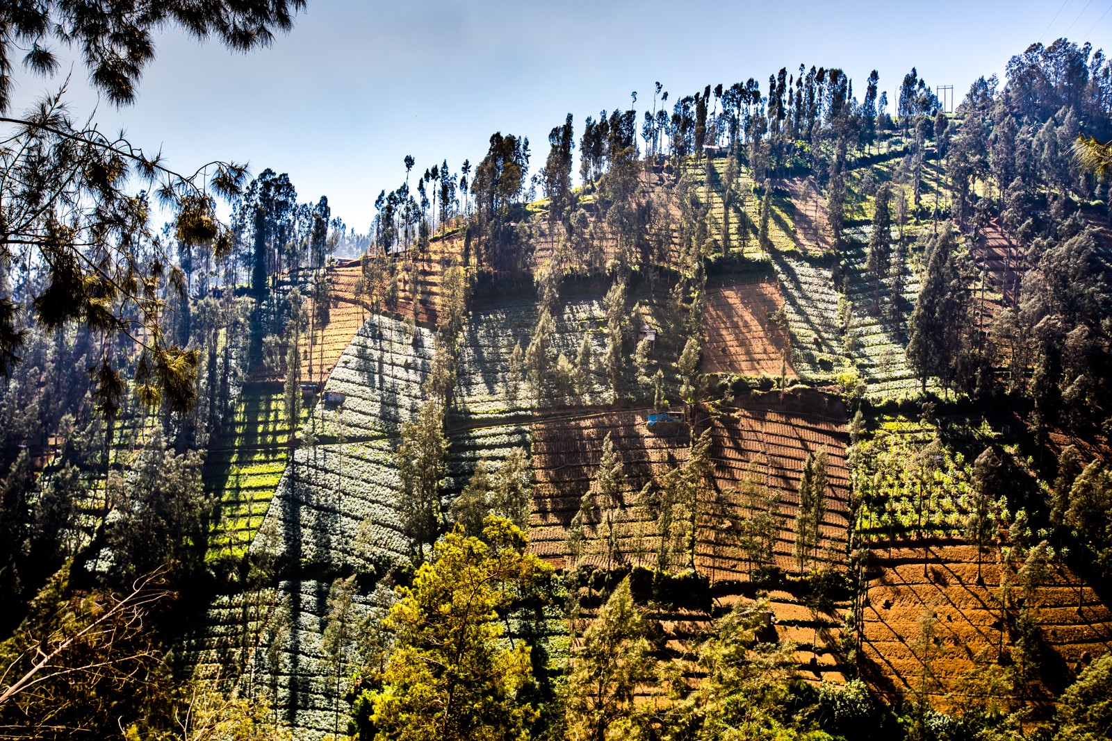 Je zajímavé sledovat indonéské zemědělství..., - Ladislav Hanousek, Indonésie