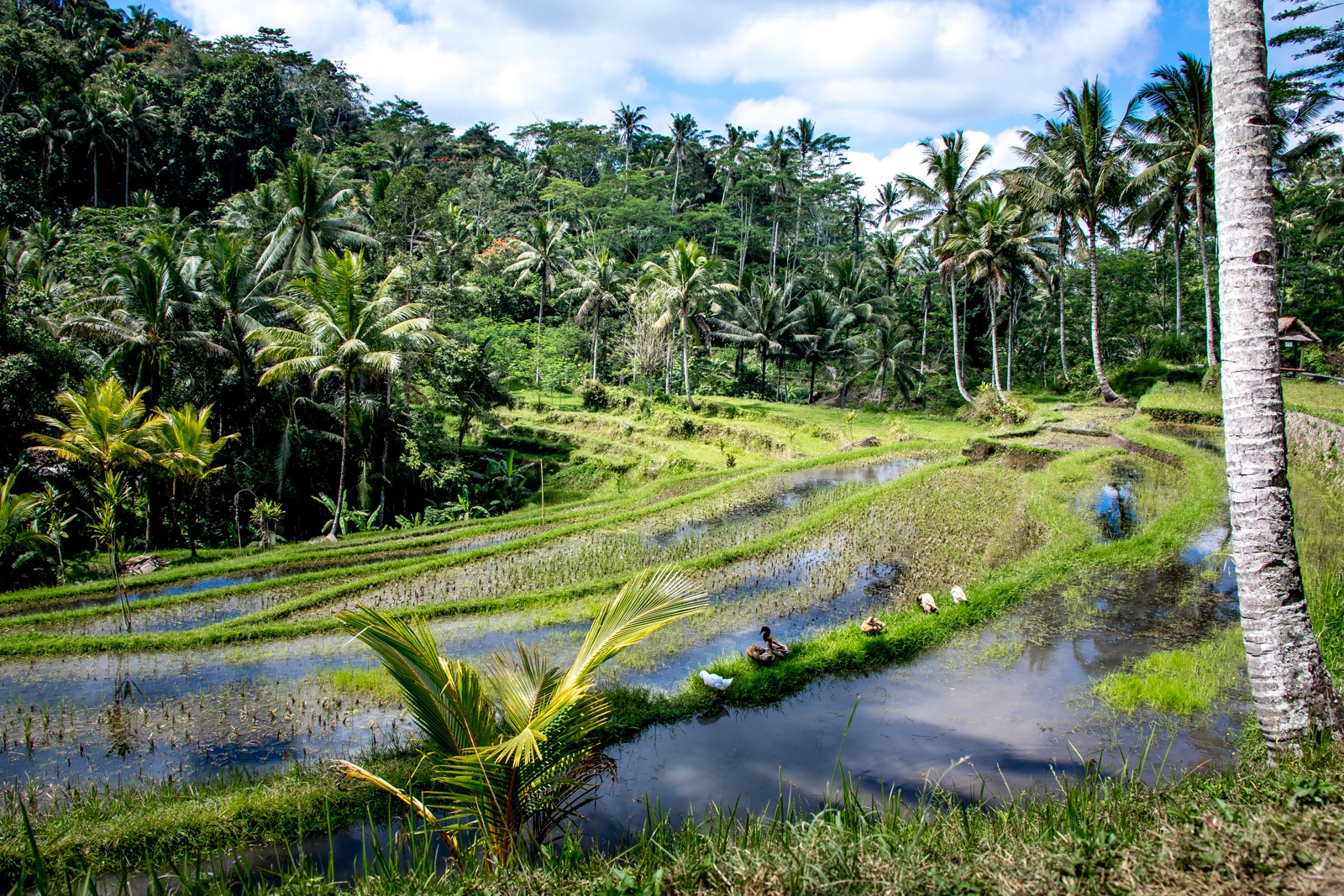 Bali - rýžová pole - Ladislav Hanousek, Indonésie